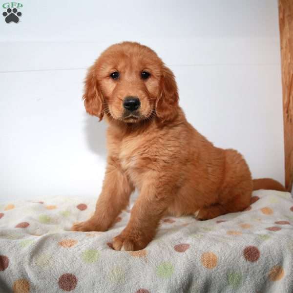 Belle, Golden Retriever Puppy